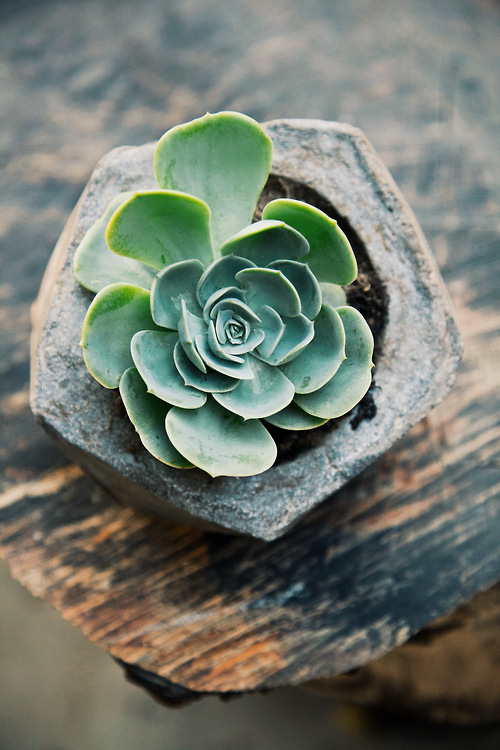 Concrete Geometric Succulent Planters via Needles + Leaves :: Giveaway
